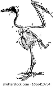Vulture Skeleton to show bones of bird which is post orbital process, vintage line drawing or engraving illustration.