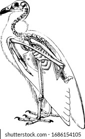 Vulture Skeleton, vintage engraved illustration.