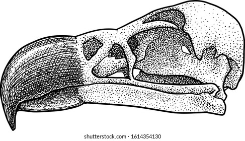 Vulture skull illustration, drawing, engraving, ink, line art, vector