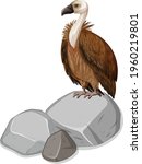 Vulture standing on stone on white background illustration