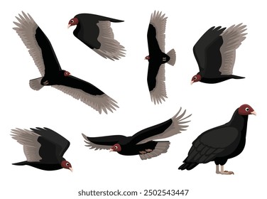 Vulture Turkey Flying Bird Various Poses Vector Illustration