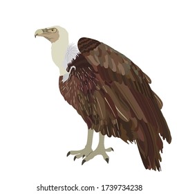 Ilustración vectorial de vulnerabilidad aislada en fondo blanco. Gran símbolo de pájaro. Atracción del zoológico de buitre de Griffon.