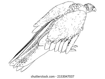 Vulture vector illustration isolated on white background.