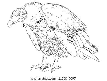 Vulture vector illustration isolated on white background.