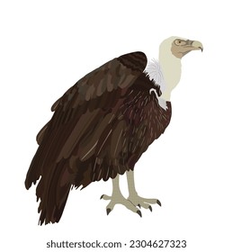 Ilustración vectorial de vulnerabilidad aislada en fondo blanco. Gran símbolo de pájaro. Atracción del zoológico de buitre de Griffon.