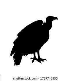 Vulture vector silhouette illustration isolated on white background. Big bird symbol. Griffon vulture zoo attraction. Big predator eagle shape shadow.