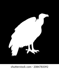 Vulture vector silhouette illustration isolated on black background. Big bird symbol. Griffon vulture zoo attraction.