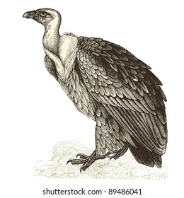 Vulture -vintage engraved illustration - "Cent récits d'histoire naturelle" by C.Delon published in 1889 France