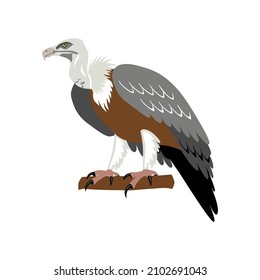 Vulture. White with grey and brown vulture sitting on a branch . Icon, clipart for website, app about nature, birds, safari, travel, ecology. Vector flat illustration, cartoon style.