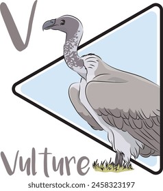 Vultures are large, social raptors that live on every continent except Antarctica and Australia. Most vultures are scavengers, feeding primarily on carrion. Many vultures are monogamous.