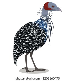 Vulturine guineafowl bird