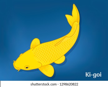 VVector image of Fancy carp or "koi" varieties are distinguished by coloration, patterning. This's Varieties are called "Ki Goi". Illustration for children's learning