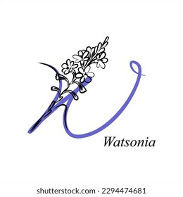 W - Watsonia. ABC with flowers. Series of letters A-Z. Images of plants. Minimalism. Beautiful letters. Line drawing. logo design initial W combine with flowers.