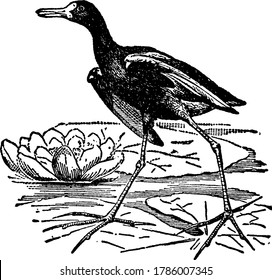 A wading bird of genus grallatores are very light birds; and the wide surface over which their toes extend enables them to procure their food, by walking on the leaves of aquatic plants which float