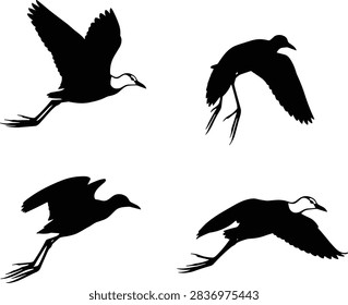 Wading lapwing bird vector silhouette collection showcasing four flying and taking off postures isolated on white.