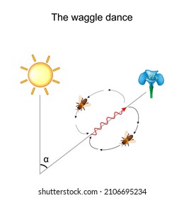 Waggle dance of the honeybee. Bee shares information about the direction and distance to flowers with nectar and pollen, to water sources