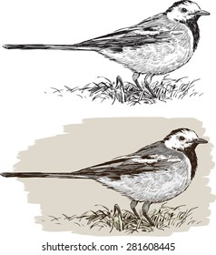 wagtail