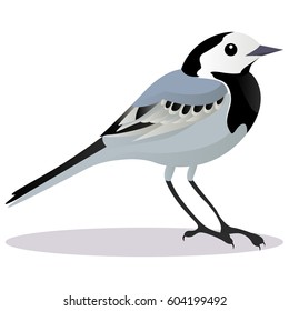 Wagtail bird