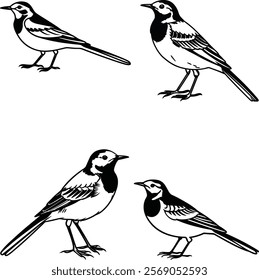 Wagtail bird bundle line art and illustrator eps