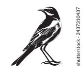Wagtail bird Image Vector, design, art