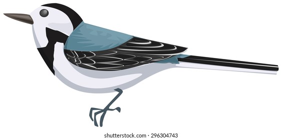 Wagtail, bird, isolated on white, vector illustration