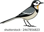 A wagtail bird vector artwork illustration