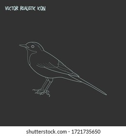 Wagtail icon line element. Vector illustration of wagtail icon line isolated on clean background for your web mobile app logo design.