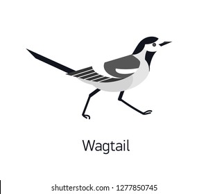 Wagtail isolated on white background. Adorable small insectivorous passerine bird. Wild avian species with black and white plumage. Modern vector illustration in trendy flat geometric style.