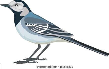 wagtail made in the technique vector