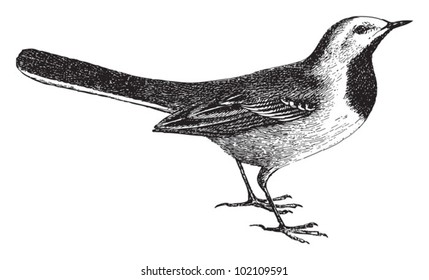 Wagtail (Motacilla) / vintage illustration from Brockhaus Konversations-Lexikon 1908