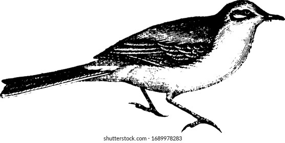 Wagtail is remarkable for the vibratory motion of their body while standing or walking, vintage line drawing or engraving illustration.