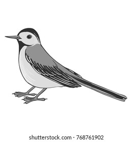 wagtail, vector bird, hand drawn songbird, isolated vector elements