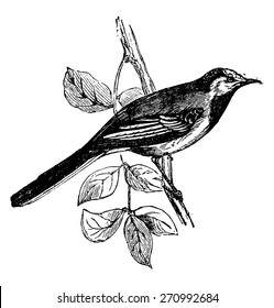 Wagtail, vintage engraved illustration. Natural History of Animals, 1880.
