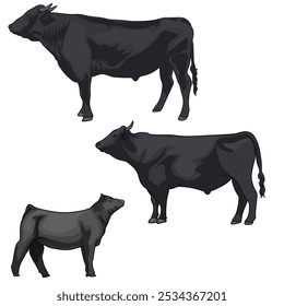 wagyu cow with various poses
