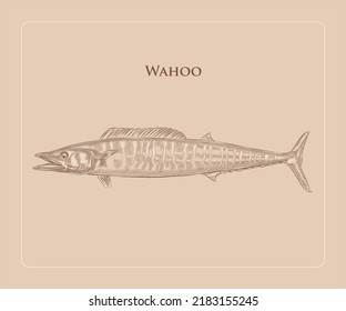 Wahoo Fish illustration in engraving style with details and highlights