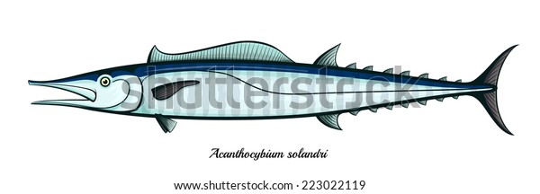 Download Wahoo Fish Isolated Vector Illustration Stock Vector ...