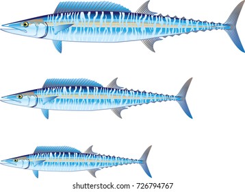 Wahoo game fish Vector illustration