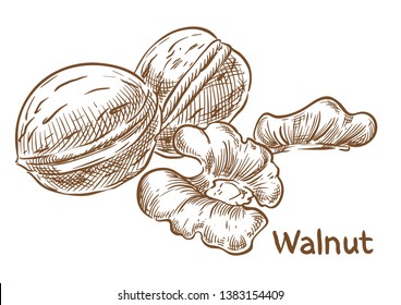 Wainut vector sketch hand drawing