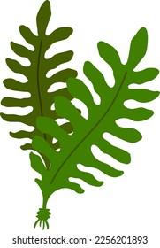 Wakame seaweeds isolated vector illustration.