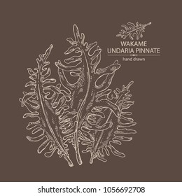 Wakame: undaria pinnate seaweed, wakame leaves. Brown algae. Edible seaweed. Vector hand drawn illustration.
