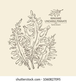 Wakame: undaria pinnate seaweed, wakame leaves. Brown algae. Edible seaweed. Vector hand drawn illustration.