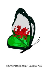 Wales flag butterfly - vector