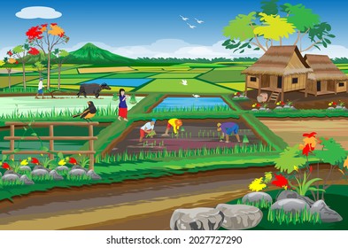 walk way in front of paddy field at countryside ,straw hut,vector design