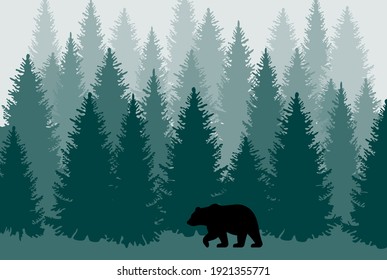 Walking bear in the coniferous forest. Taiga trees background. Foggy woodland illustration.