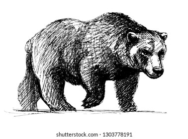 Grizzly Bear Drawing Realistic