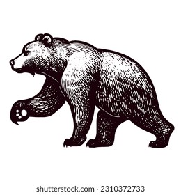 walking bear vintage vector sketch 