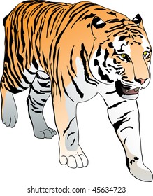 Walking Bengal tiger. Hand drawn vector illustration