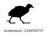 Walking bird. Vector image. White background. Bird: Eurasian Coot. 
