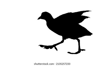 Walking bird. Vector image. White background. 