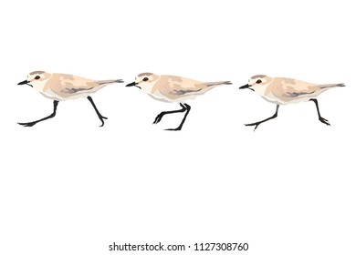 Walking birds. Cute bird walking. Vector image. White background.